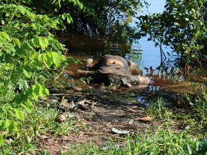 Homem é encontrado morto na praia de Barra Grande em Maragogi