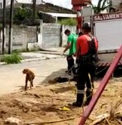 Bombeiros resgatam cachorro que caiu em fossa no Pinheiro