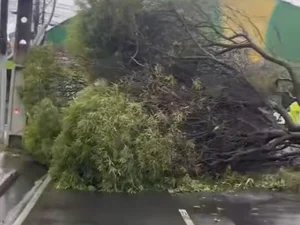 Árvore cai e interdita via no Jaraguá