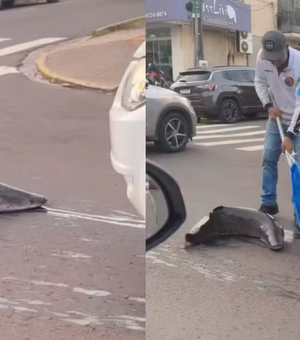 Pirarucu que 'escapou' de transporte vai para o maior aquário de água doce do mundo