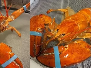 1 em 30 milhões: Lagosta raríssima é salva de virar jantar e será estudada