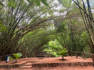 Trilhas do Parque Municipal de Maceió serão reabertas nesta quarta (18)