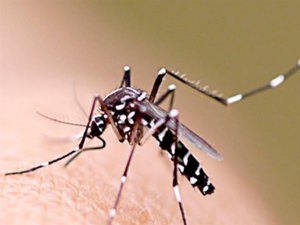 Maceió registra aumento de 31,5% nos casos de dengue em 2019