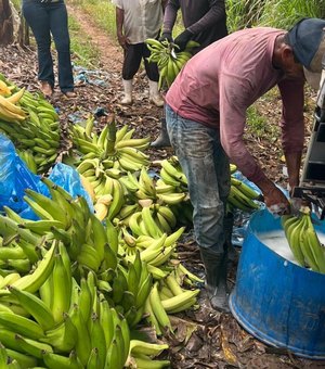 Adeal fiscaliza combate à Sigatoka Negra em bananicultores de Porto Calvo