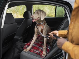 Detran orienta condutores a como transportar animais de estimação corretamente