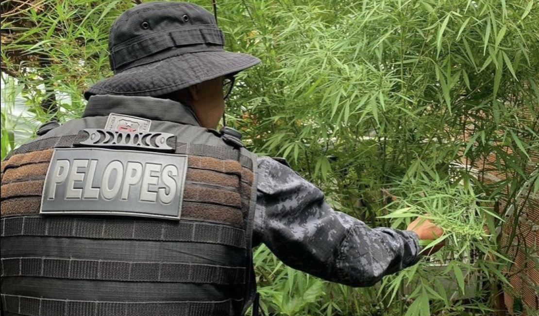 Sertanejo é preso após polícia encontrar 13 pés de maconha plantados em sua casa