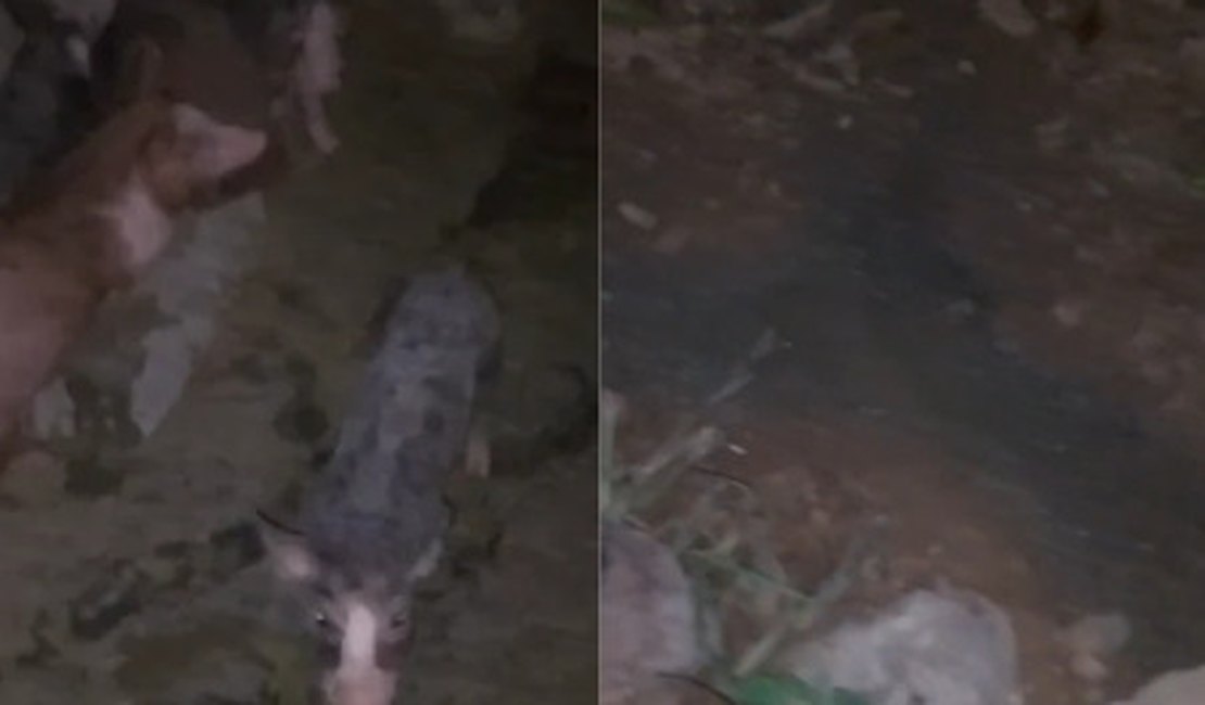 Moradores denunciam mau cheiro de pocilga e cobram providências em Coité