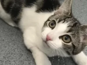 Mulher pede a vizinha que mude o nome do gato por considerar ofensivo