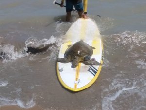 Tartaruga é encontrada viva por banhistas na Pajuçara