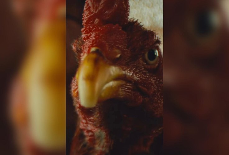 ‘Vídeo da galinha’; o sucesso da peça publicitária do governo Paulo Dantas que viralizou