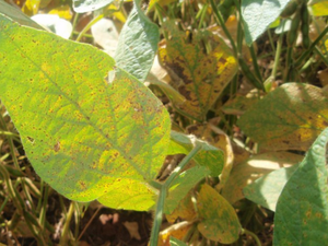 Estado de Alagoas inicia vazio sanitário da cultura da soja em janeiro