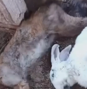 Criadores de coelhos se intrigam após animais aparecerem mortos e sem sangue no interior de Alagoas