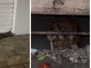 Jacarés são flagrados circulando por ruas e canais em cidade do Litoral Sul de Alagoas