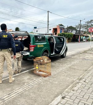 FPI do São Francisco flagra irregularidades em criatório de aves em Arapiraca