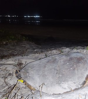 Tartaruga marinha desova na Praia da Avenida, em Maceió
