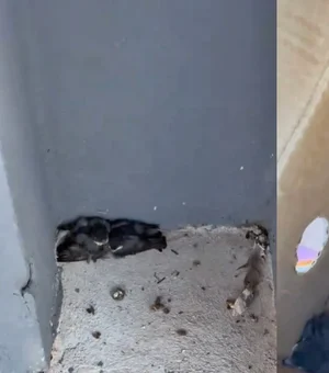 Biomédica resgata aves atropeladas em estacionamento de shopping