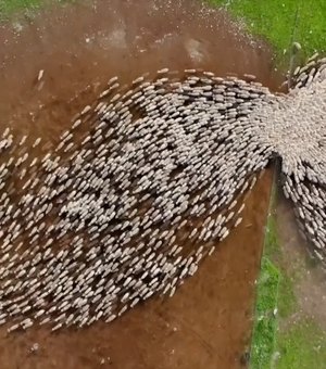 Fotógrafo viraliza com vídeos de ovelhas feitos com drone