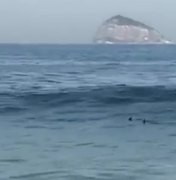Tubarão é visto em praia do Rio de Janeiro