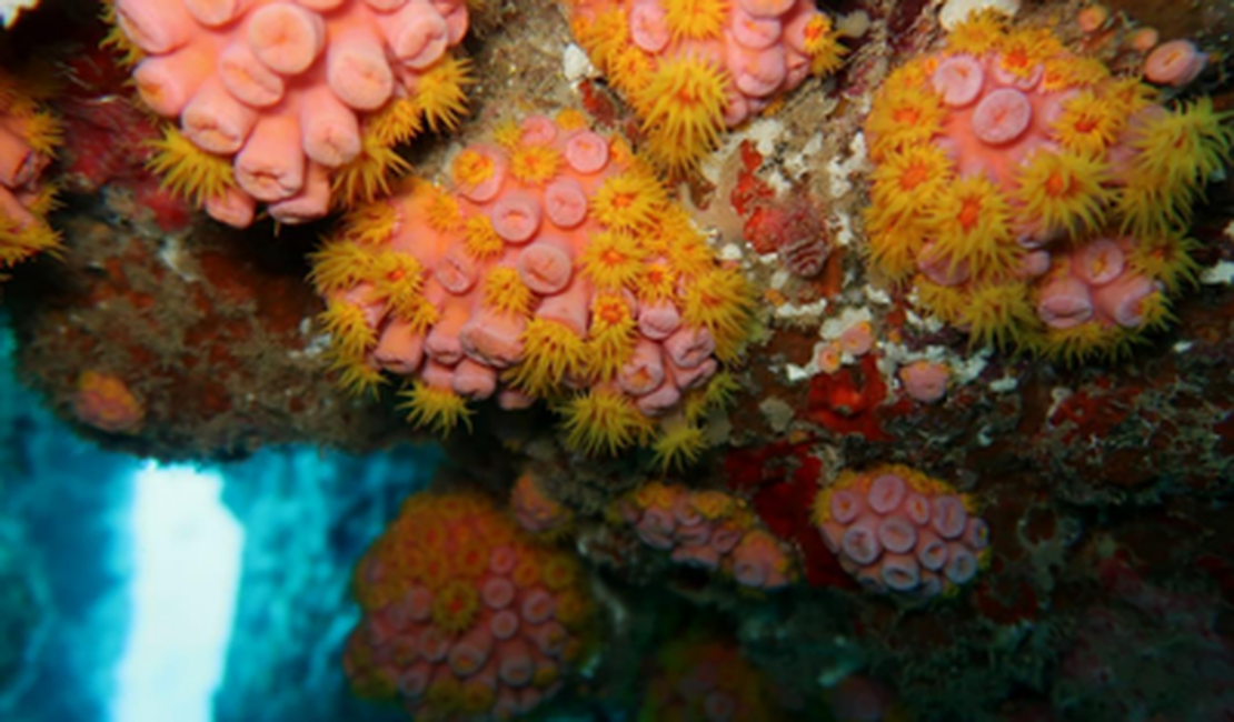 MPF confirma presença do Coral-Sol em litoral alagoano