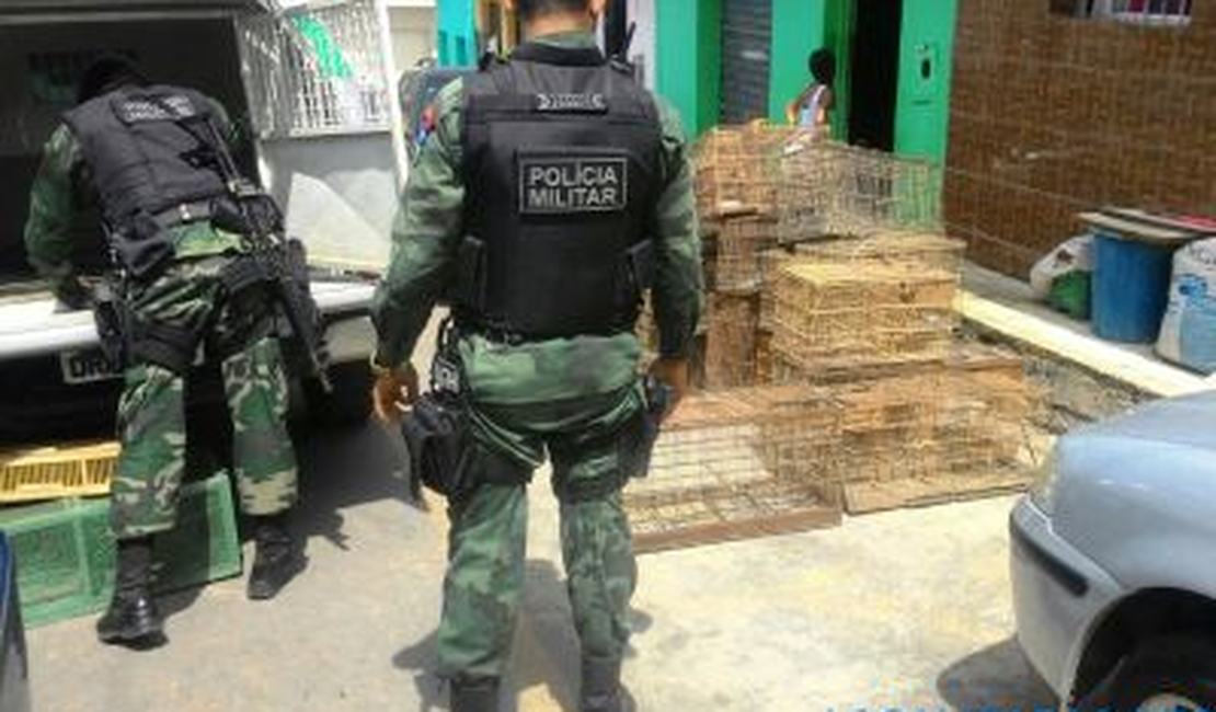 Polícia Ambiental resgata 48 aves silvestres em Joaquim Gomes e Flexeiras