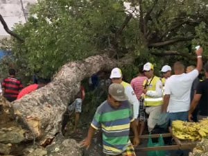 [Vídeo] Árvore centenária cai na rua das árvores em Maceió