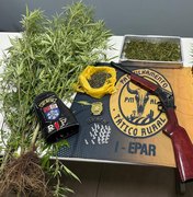 Ação policial flagra pequena plantação de maconha no município de Igaci