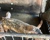 Ação integrada remove pocilgas do entorno do Mercado da Produção