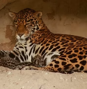 Ecopark de Alagoas celebra nascimento de seis filhotes de onça-pintada em cativeiro