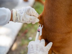Prefeitura de Maceió realiza 2º dia de vacinação antirrábica neste sábado (25)