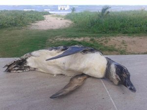 Mais um pinguim é encontrado morto no litoral norte de Alagoas