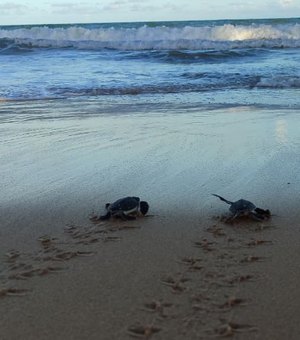 Nascimento raro de 26 tartarugas-verdes é registrado no Mirante da Sereia