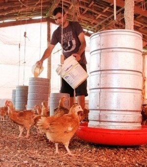 Avicultores do Sertão alagoano participam da maior feira de agricultura familiar