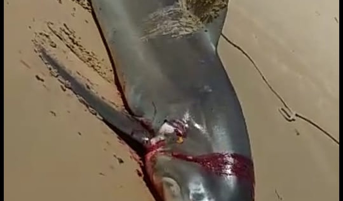 [Vídeo] Tubarão ameaçado de extinção é morto por pescadores em Coruripe