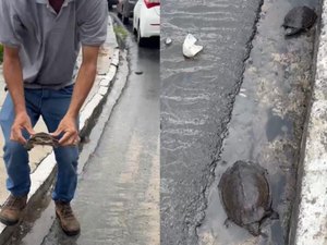 Após chuvas, Riacho Salgadinho sobe de nível e cágados são flagrados 'fugindo'; entenda o caso