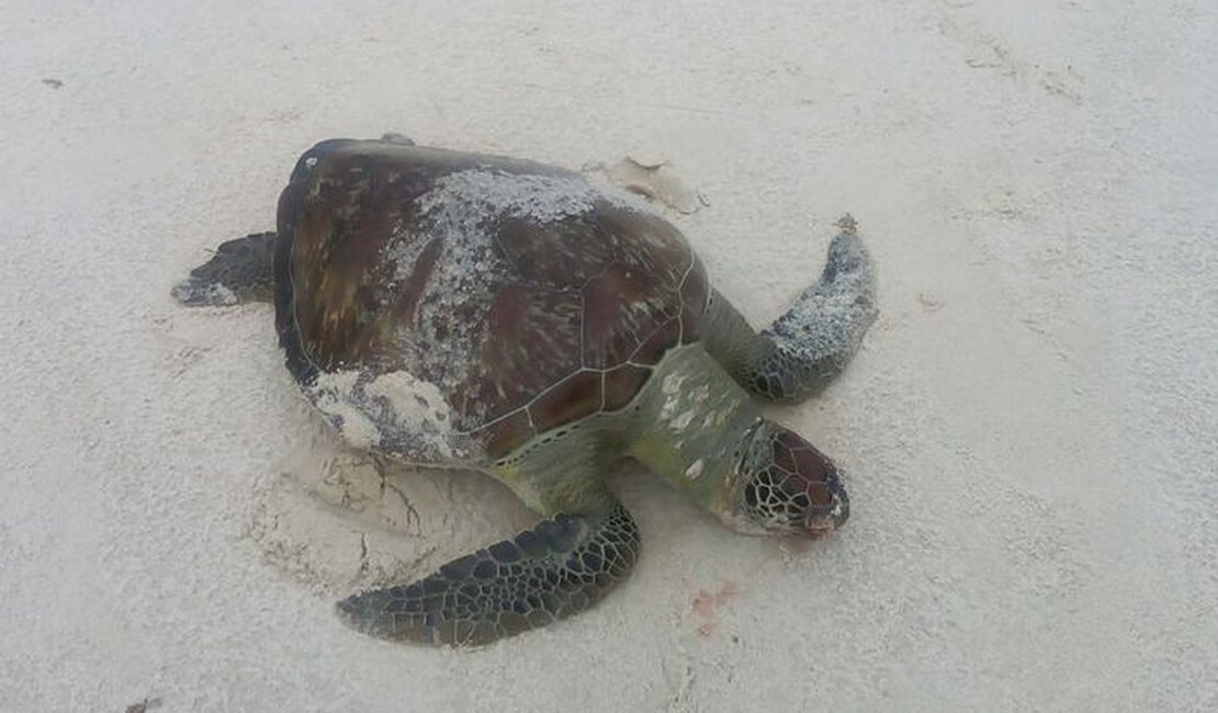 Tartaruga é encontrada morta na Praia do Pontal