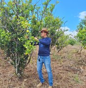 Adeal realiza trabalho de campo para manutenção da área livre de doença que atinge a laranja