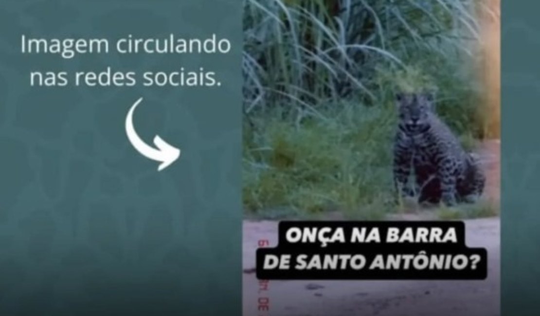 Onças em Alagoas? IMA esclarece informação que viralizou nas redes sociais