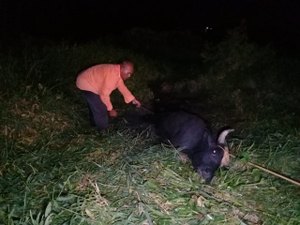 Com ajuda de populares, bombeiros resgatam boi atolado em brejo 