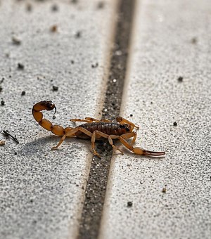 Período de chuva aumenta casos de picadas de escorpião em Alagoas