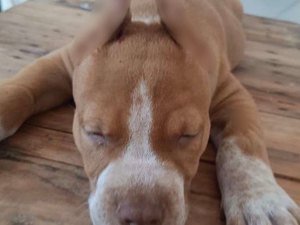 Homem é indiciado por anunciar 'serviço' de corte de orelhas de cães em Maceió