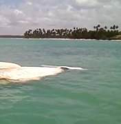 Baleia morta é encontrada em alto mar na Praia do Patacho
