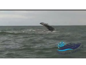 [Vídeo] Baleia faz ‘espetáculo’ para turistas em praia de Maragogi