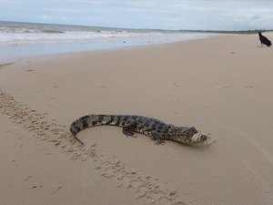 Jacaré-de-papo-amarelo é resgatado em praia da Barra de Santo Antônio