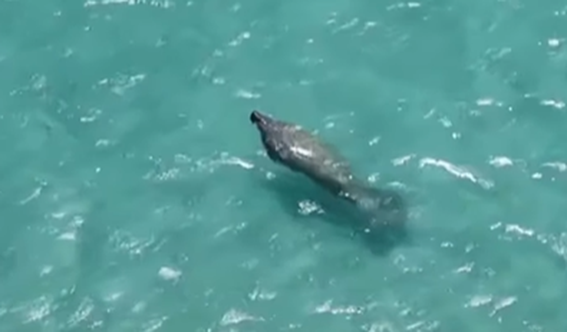 Peixe-boi aparece em praia de Ipioca e encanta banhistas