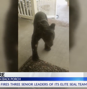 Urso invade casa, brinca com cadeira de balanço e assusta morador nos EUA