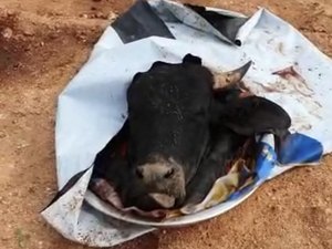 [Vídeo] Cabeça de boi é encontrada junto a imagens de candidato a deputado federal em Feira Grande