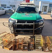 Armas de fogo e centenas de animais silvestres são apreendidos em operações do Batalhão de Polícia Ambiental