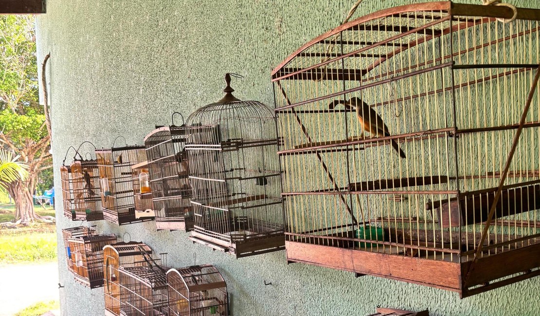 Fiscalizações ambientais da PM resultam na apreensão de 25 aves silvestres em Boca da Mata e Igaci