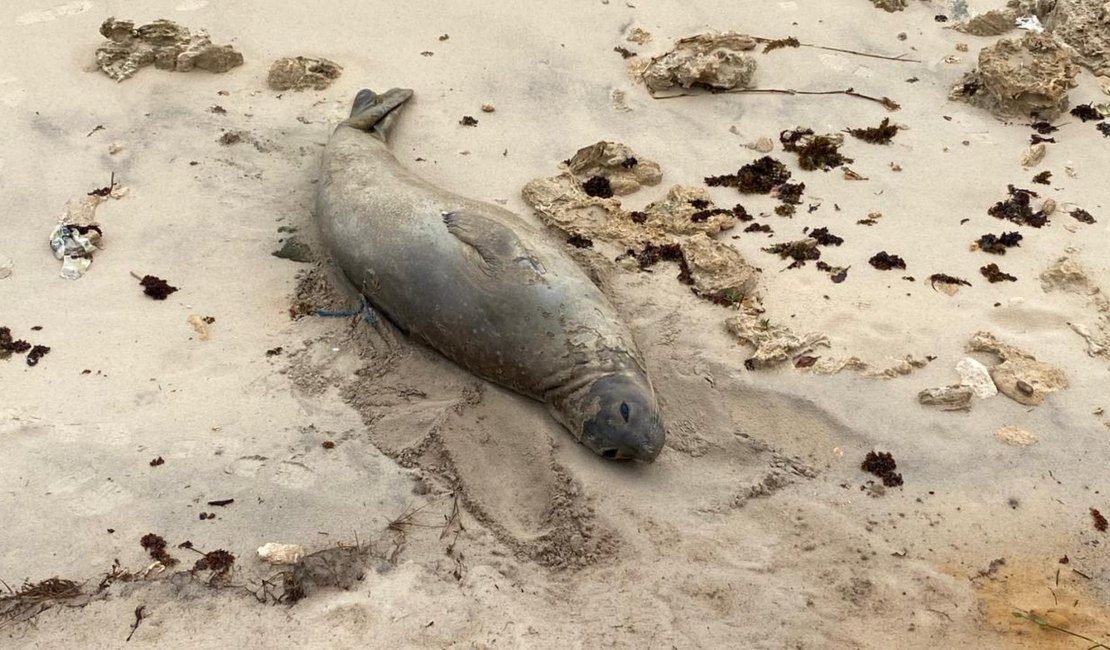 IMA vai contribuir com investigações sobre morte do elefante-marinho 'Leôncio'