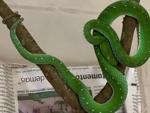 Sem soro no Brasil, serpente apreendida no DF corre risco de ser sacrificada